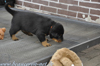 beauceron-net.de