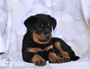 beauceron-net.de