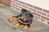 beauceron-net.de