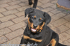 beauceron-net.de