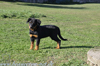 beauceron-net.de