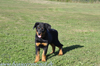 beauceron-net.de