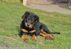 beauceron-net.de