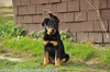beauceron-net.de