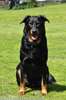 beauceron-net.de