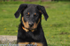 beauceron-net.de