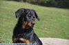 beauceron-net.de