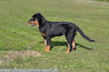 beauceron-net.de