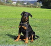 beauceron-net.de