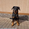beauceron-net.de