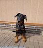 beauceron-net.de