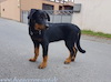 beauceron-net.de
