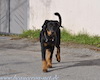 beauceron-net.de