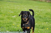 beauceron-net.de
