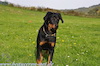 beauceron-net.de