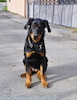 beauceron-net.de