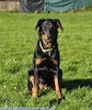beauceron-net.de