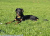 beauceron-net.de