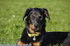 beauceron-net.de