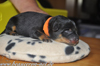 beauceron-net.de