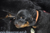 beauceron-net.de