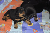 beauceron-net.de