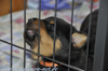 beauceron-net.de