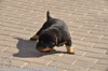 beauceron-net.de