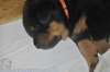 beauceron-net.de