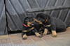 beauceron-net.de