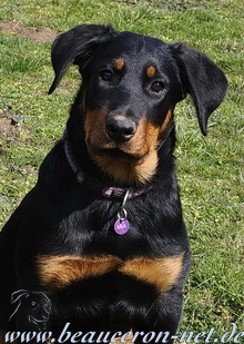 beauceron-net.de