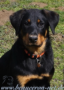 beauceron-net.de