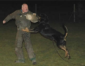 Beauceron schutzhund hot sale