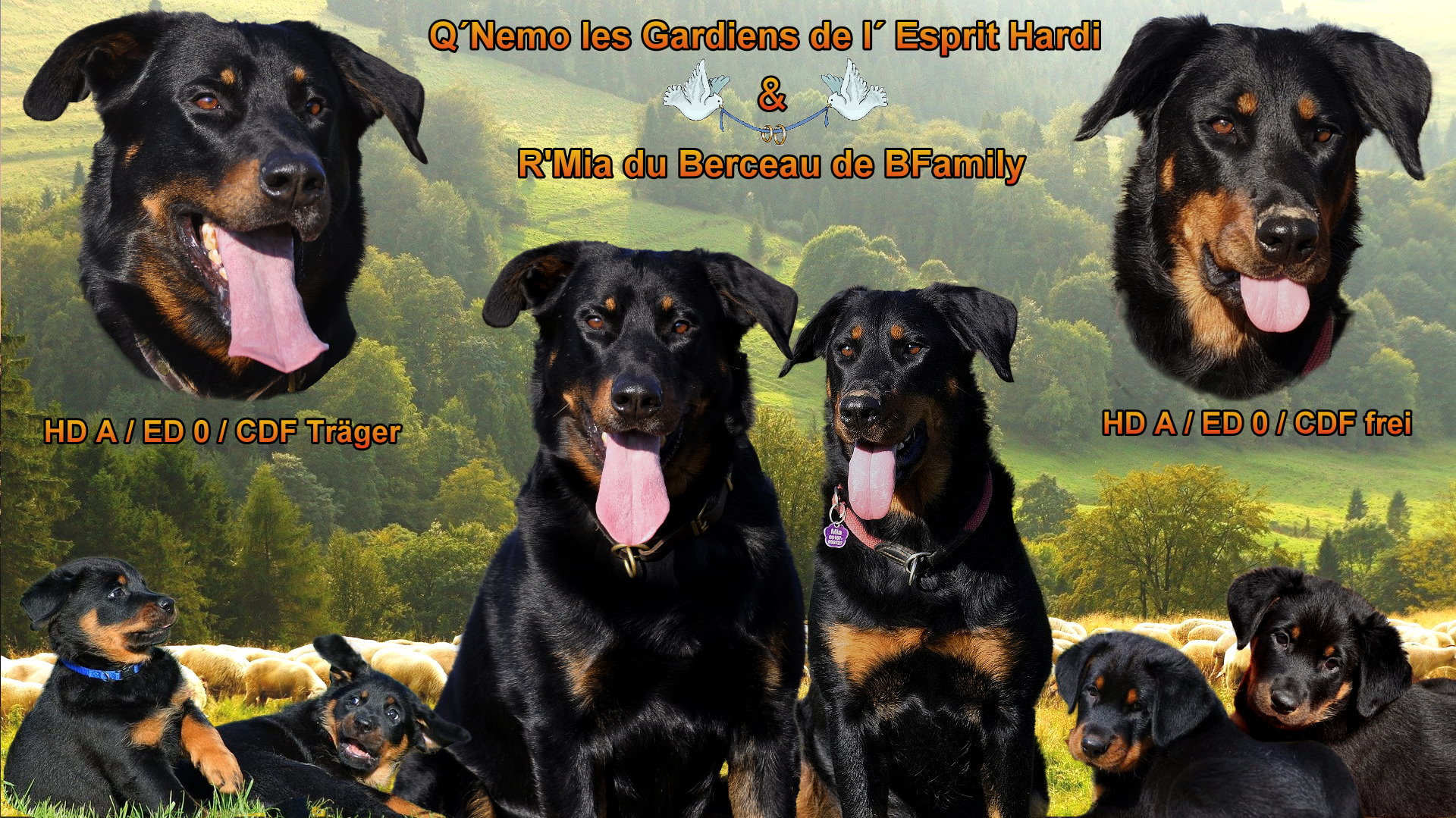 beauceron-net.de