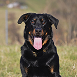 beauceron-net.de