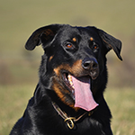 beauceron-net.de