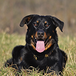 beauceron-net.de