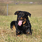 beauceron-net.de
