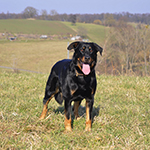 beauceron-net.de