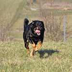 beauceron-net.de
