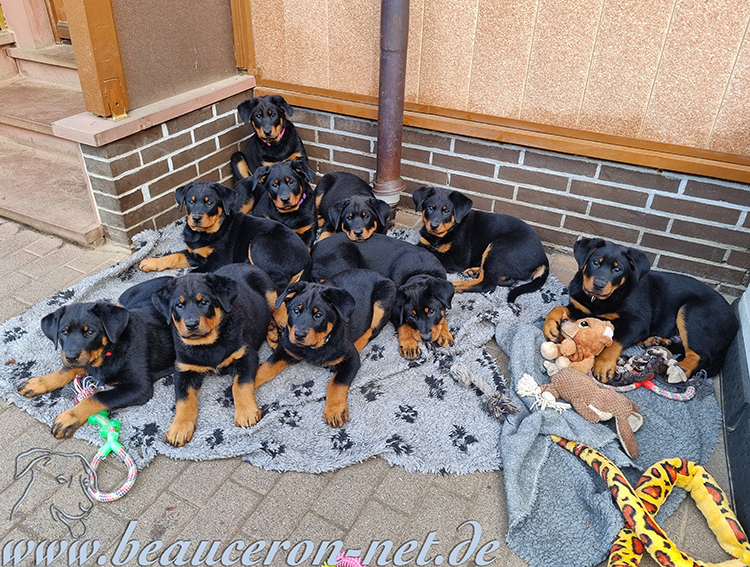 beauceron-net.de